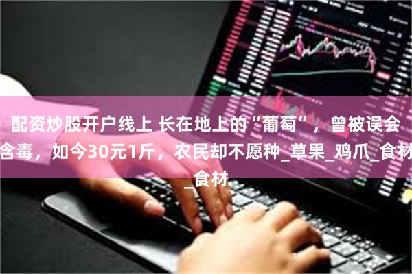 配资炒股开户线上 长在地上的“葡萄”，曾被误会含毒，如今30元1斤，农民却不愿种_草果_鸡爪_食材